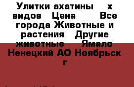 Улитки ахатины  2-х видов › Цена ­ 0 - Все города Животные и растения » Другие животные   . Ямало-Ненецкий АО,Ноябрьск г.